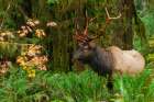 Roosevelt bull elk-USA-Washington State Olympic National Park Art Print